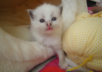 femelle blue point-mitted - Chatterie Ragdolls du Val de Beauvoir